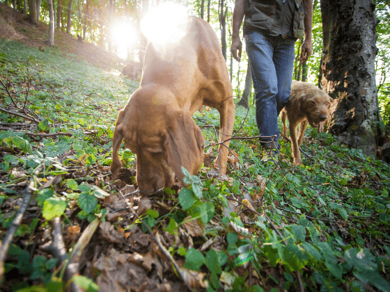 Truffle hunting weekend