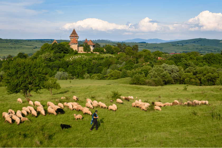 viscri-romania-campie-turma-oi-pastor