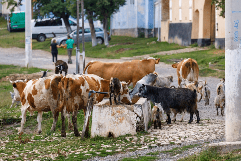 viscri-romania-peisaj-pitoresc-vacute-capre