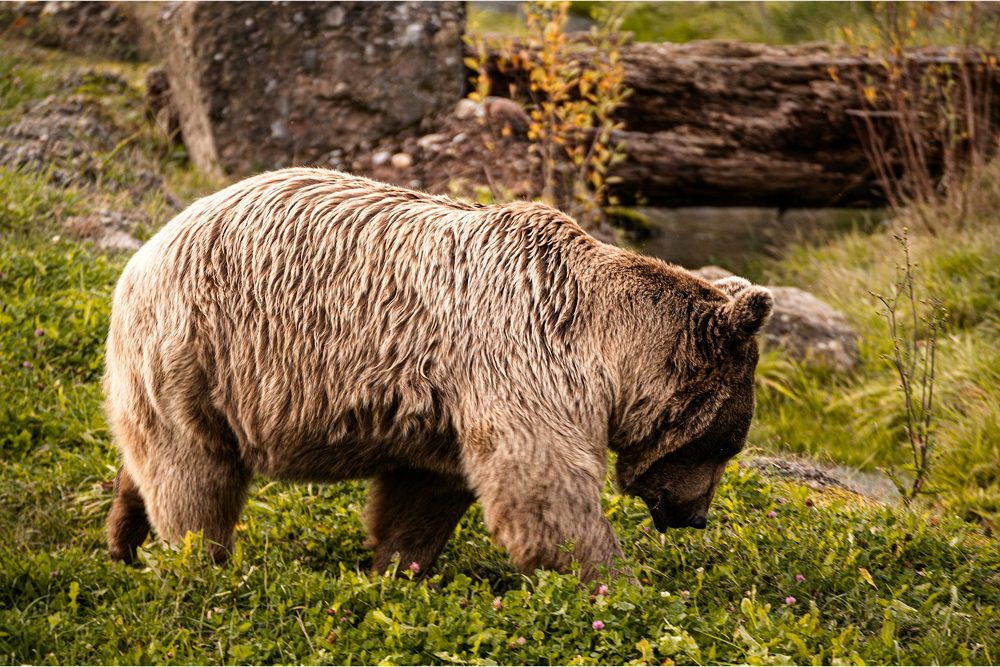 A brown bear foraging in the tall grass of its natural habitat.