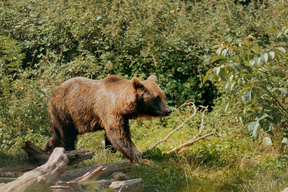 A brown bear strolling through a wildflower-covered meadow with scattered rocks.