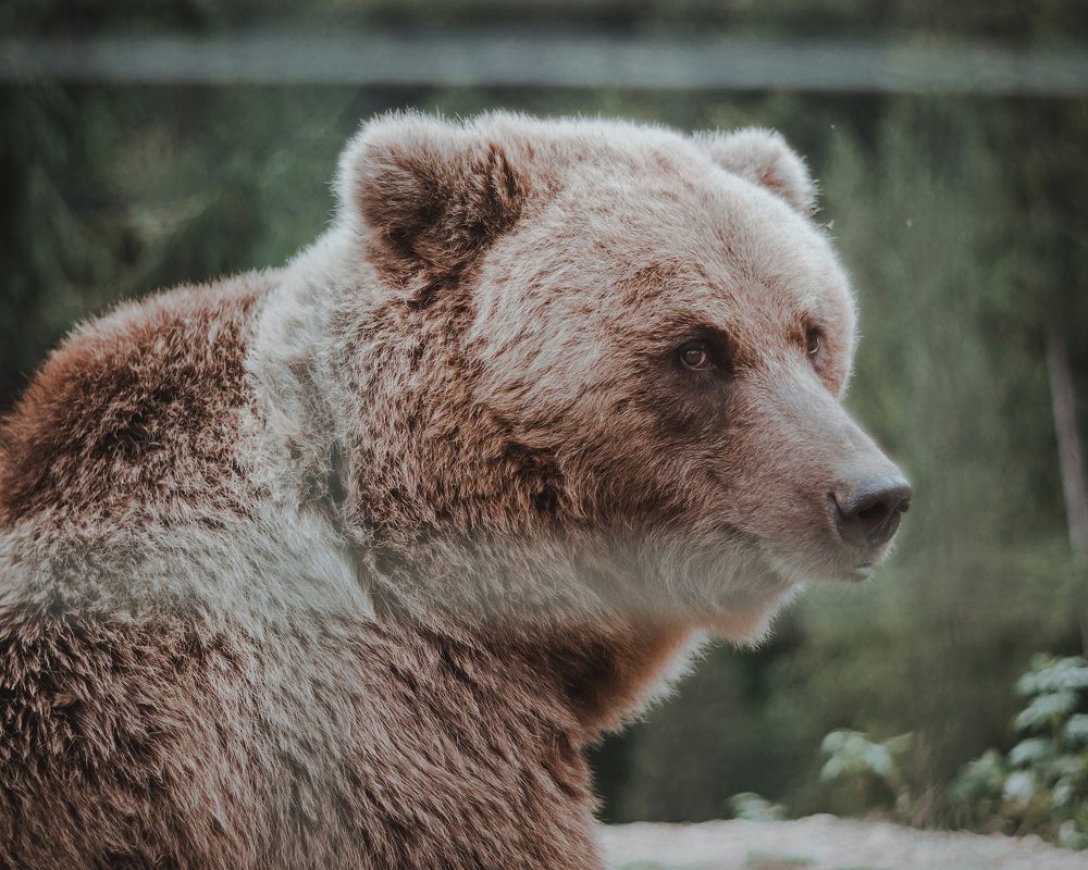 A close-up profile of a brown bear, caught in a calm, reflective moment.