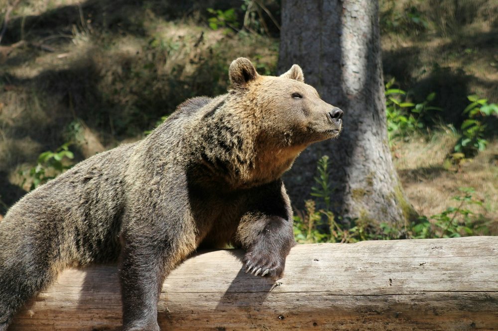 A brown bear resting on a log in a quiet woodland setting.