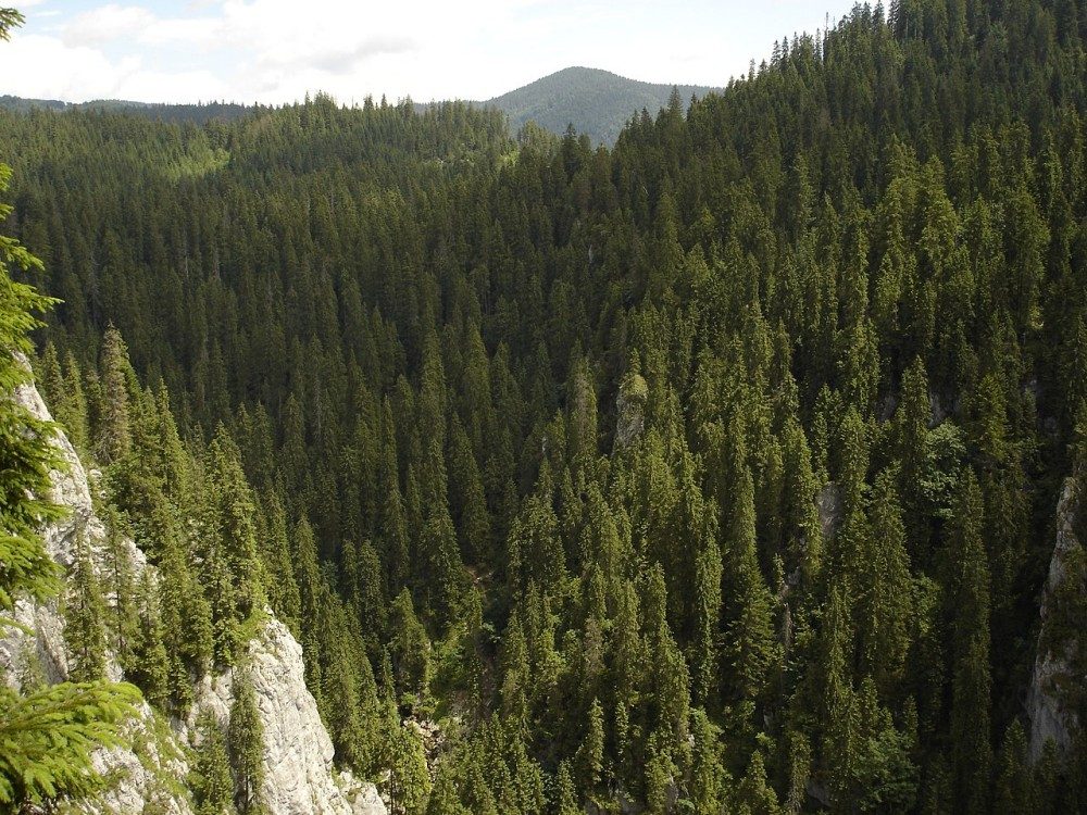 Creste împădurite în Padiș